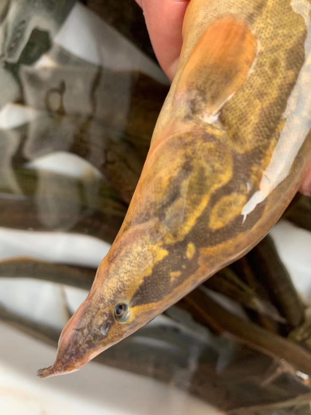 【好物推荐】鲜美惊刺鳅鱼倒鳅钢鳅刀鳅石锥猪麻记刀割淡水鱼刺鳅鱼