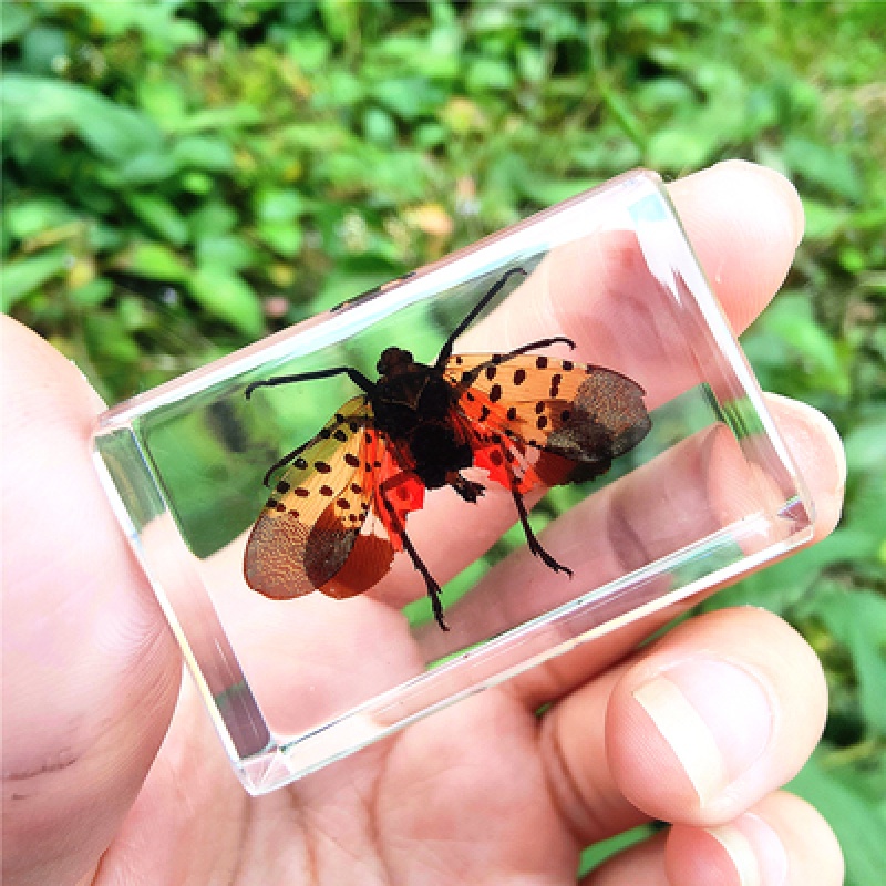 真实小动物昆虫标本甲虫树脂标本琥珀蝗虫螃蟹金龟子蜜蜂锹甲叶甲蜘蛛