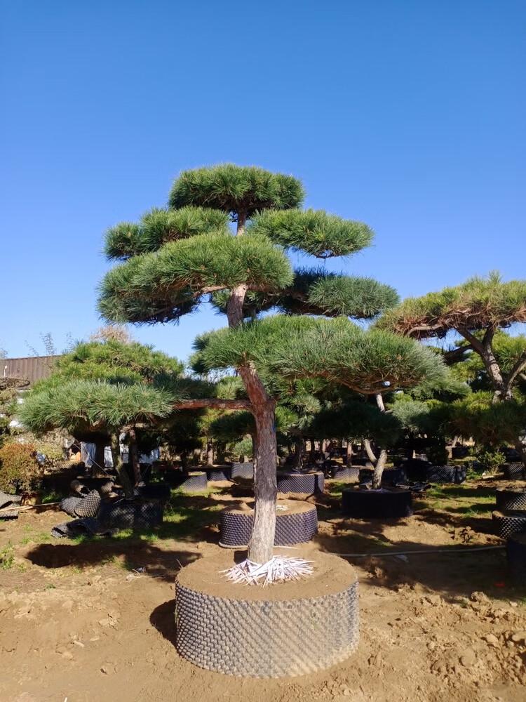 精品造型黑松风景树室外大型别墅庭院四季常青绿化苗大树苗迎客松