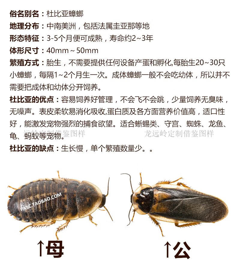 杜比亚蟑螂活虫繁殖组幼体蜥蜴角蛙守宫乌龟龙鱼活体饵饲料超樱桃合同