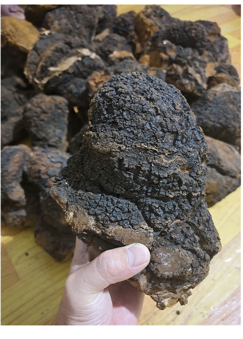 桦树茸野生桦褐孔菌白桦茸黑金桦树泪长白山俄罗斯整块500克带黑皮送