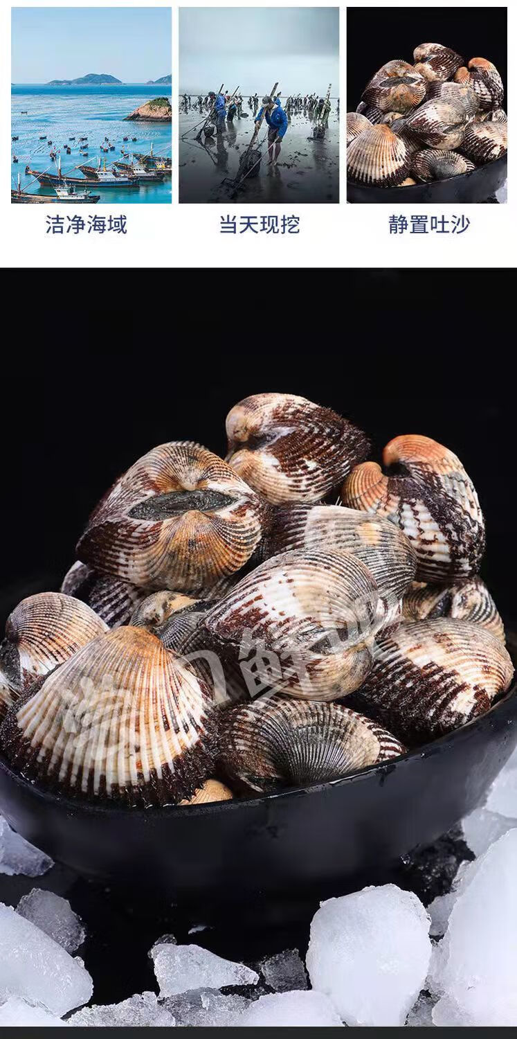 三门新鲜血蛤鲜活毛蚶血蚶无沙泥文蛤鲜活特大号全国 50-55只/斤 1斤