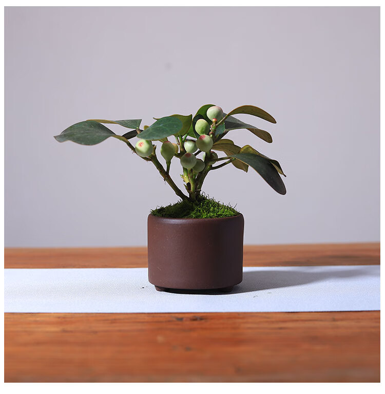 小盼菩提盆栽四季常青办公室桌面植物室内花卉绿植菩提树果实盆景菩提