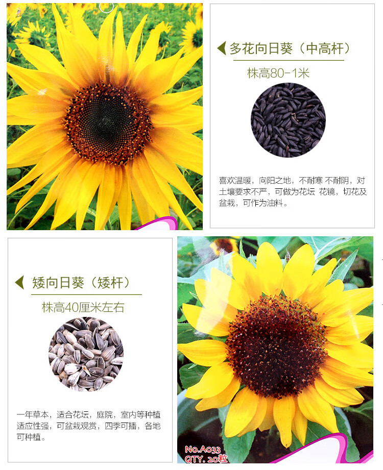 【梦里丹】向日葵种子油葵种子食用向日葵种子观赏向日葵种子多头