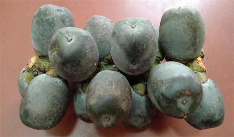 源外 越南新鲜追风果野生刺虎鲜果天然泡酒大果20个装坏果包赔 装坏果