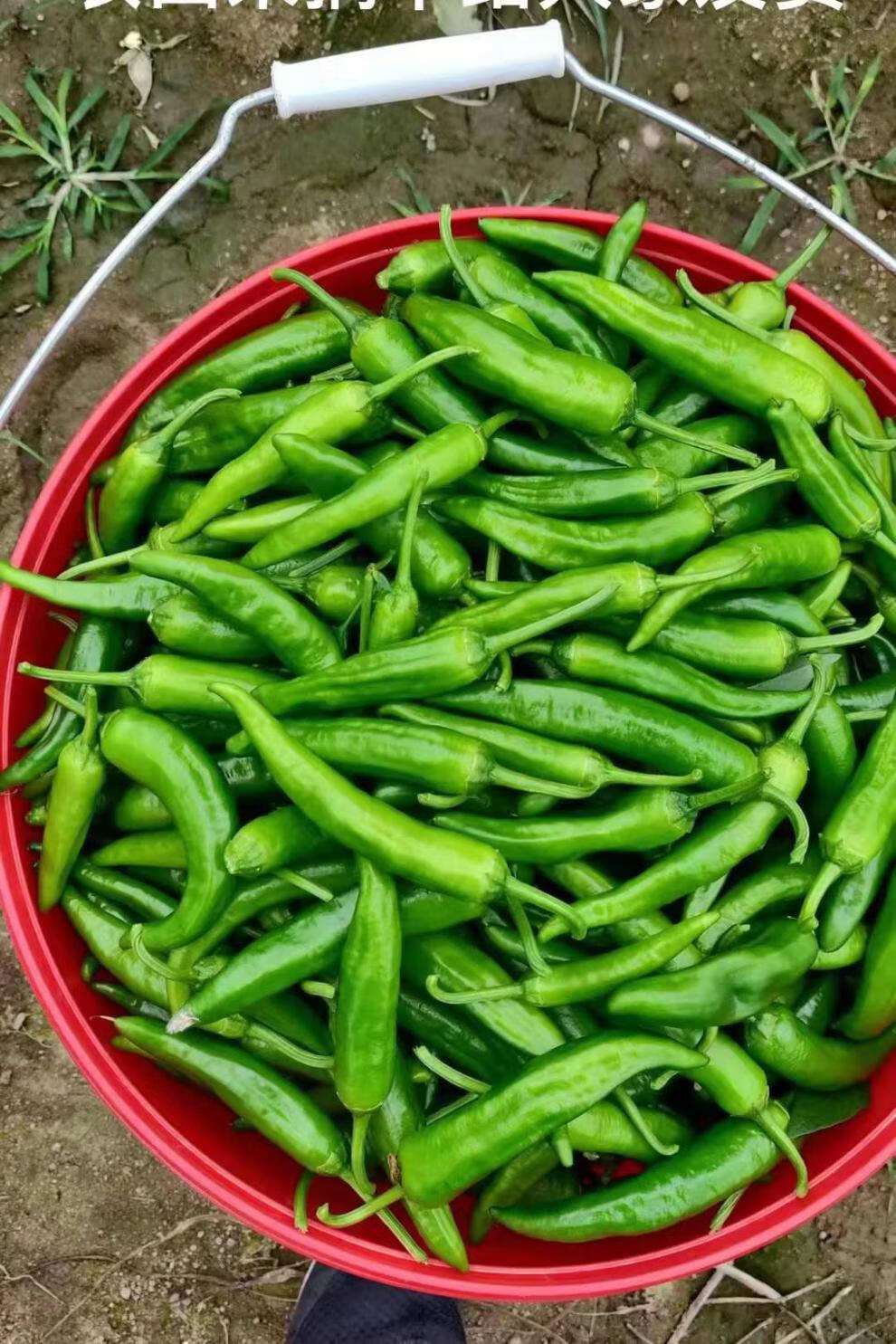 樟树原种辣椒湖南新鲜薄皮小青椒软糯富硒本地农户自种现摘2斤