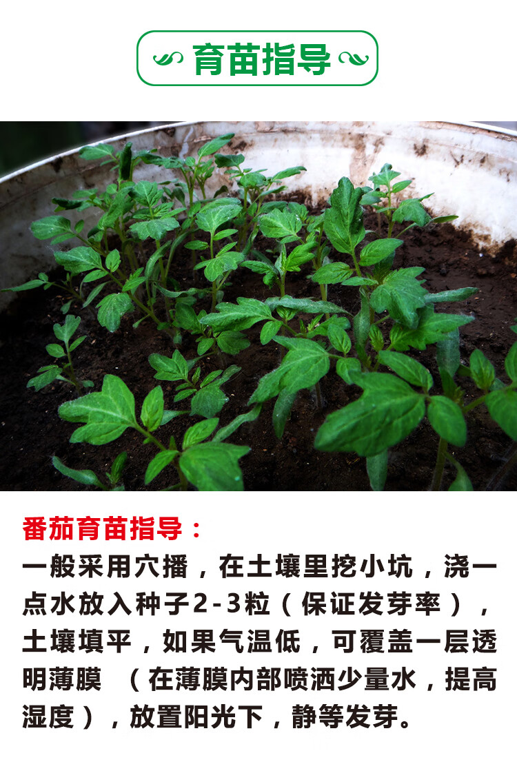 千禧苗秧矮生番茄种子盆栽苗四季蔬菜籽红樱桃小西红柿圣女果阳台 小