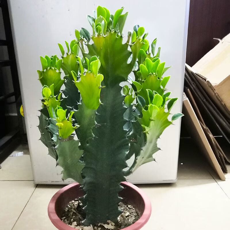 巴西龙骨盆栽多肉植物 巴西龙骨花霸王鞭量天尺青龙骨 巴西龙骨【60cm