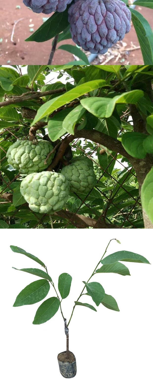 四季水果苗释迦果树苗凤梨释迦果苗当年结果佛陀果番荔枝苗 10年苗