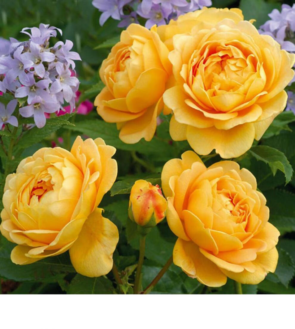 新年礼物山中四月黄金庆典月季花香水还原黄玫瑰清新女士小众原创持久