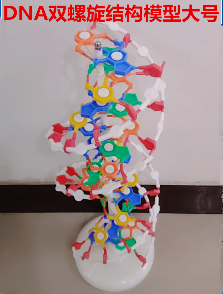 情人节礼物dna模型dna双螺旋结构模型j3212带底座黑/白颜色随机60公分