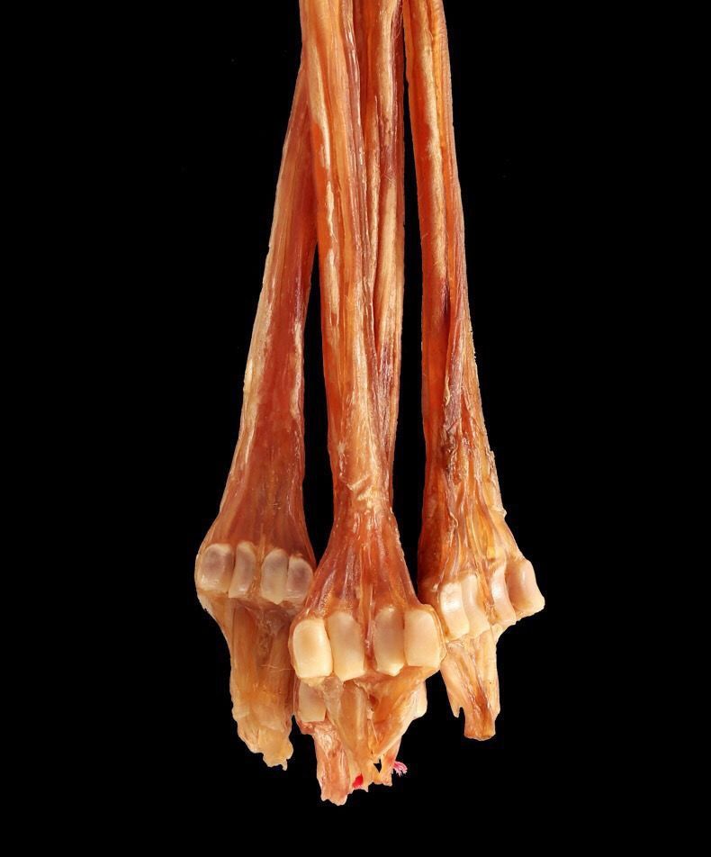 同 仁 堂药材长白山梅花鹿鹿筋净筋干无骨鹿筋鹿蹄筋主筋装 正宗鹿筋