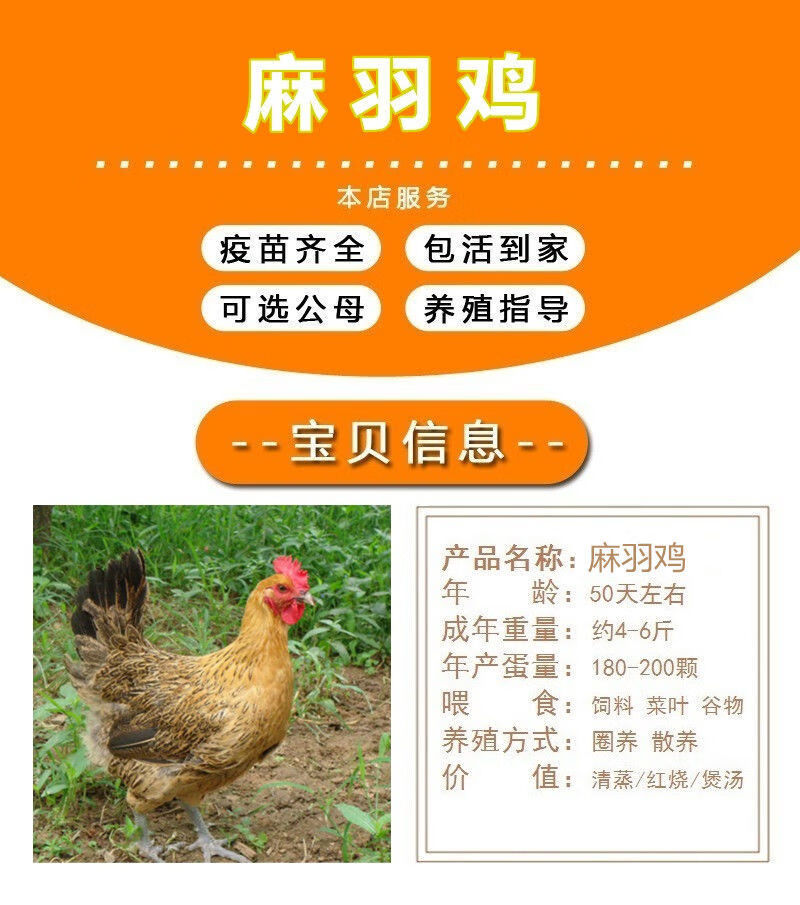 荣郁纯种一斤麻羽鸡幼苗产蛋鸡活体小鸡半大绿壳蛋鸡麻鸡脱温苗活鸡