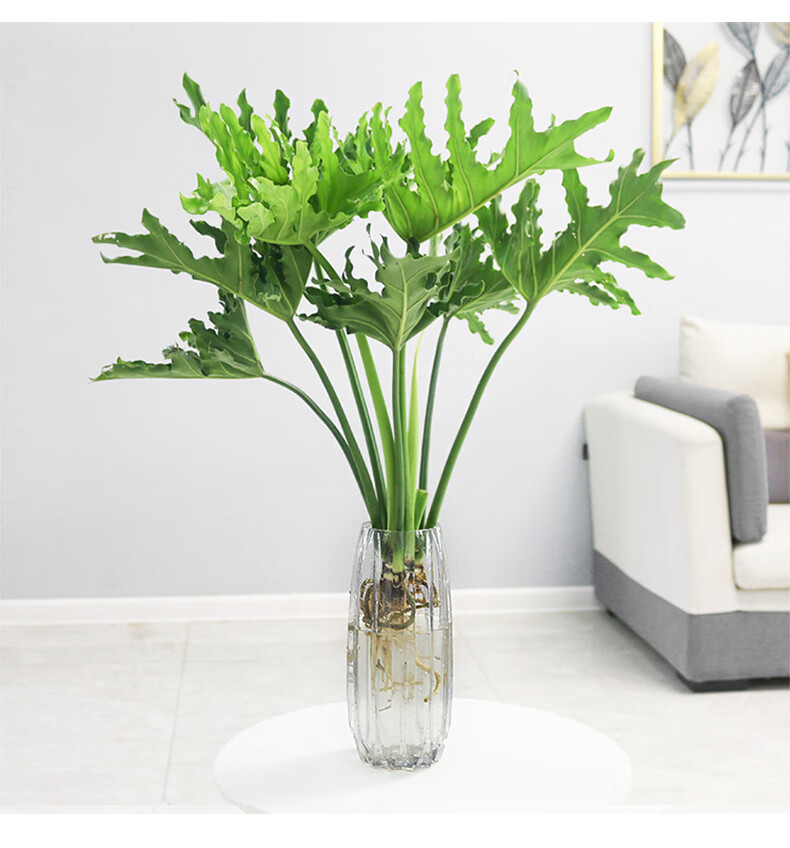 豹点水培春羽绿植花卉盆栽植物室内桌面耐阴水养小天使春雨北欧ins风