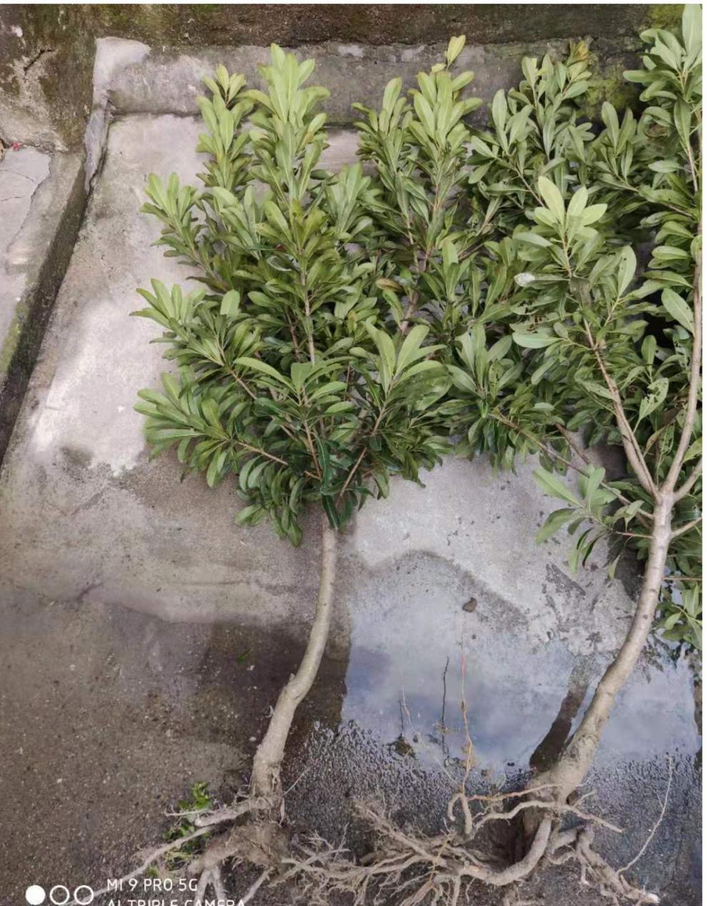 正宗杨梅树苗正宗嫁接东魁杨梅黑炭杨梅苗盆栽地栽果树苗当年结果