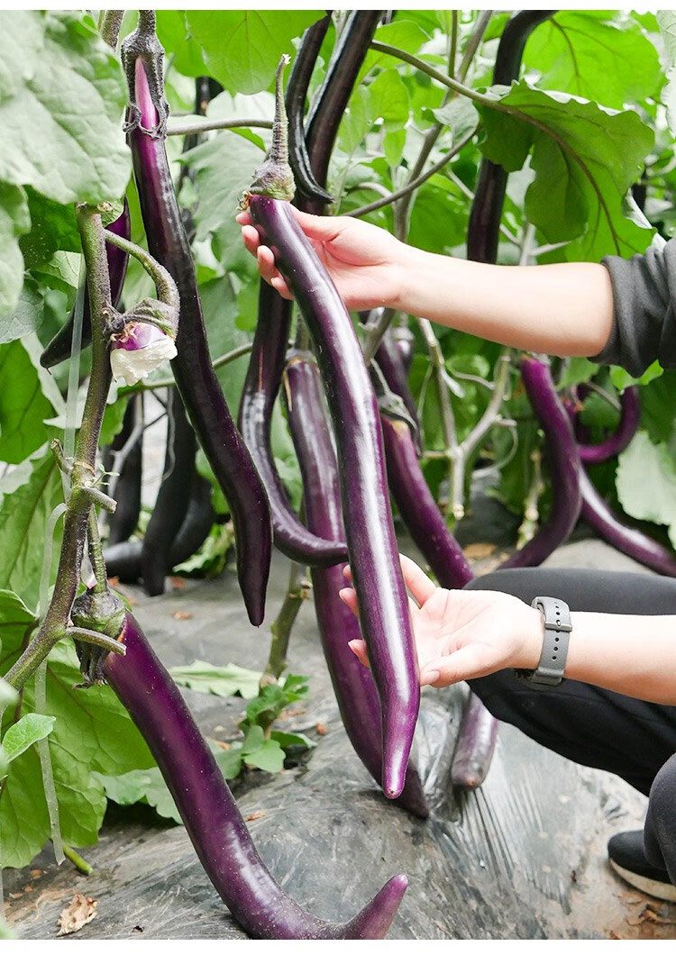 杭茄一号长茄种子苗特大线茄茄子大全秧四季菜蔬菜种籽秧苗孑茄苗 圆
