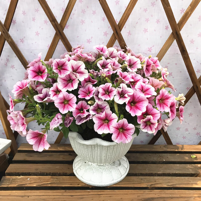 垂吊牵牛花矮牵牛盆栽百万小玲花卉庭院阳台花卉植物易养带花发货