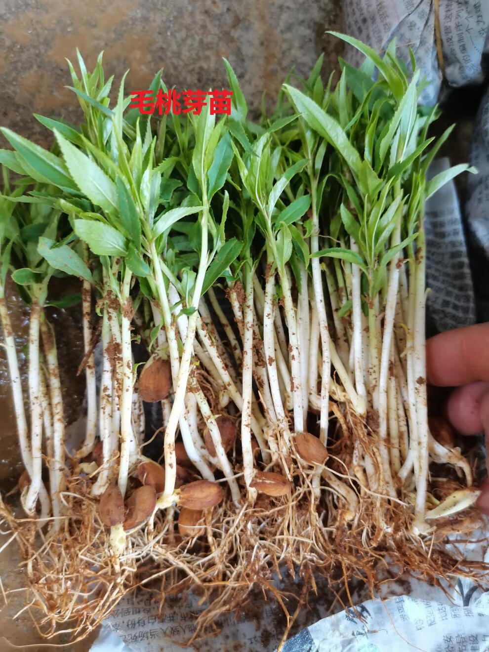 花姬毛桃苗桃幼苗桃树苗桃子芽苗桃树直生苗落叶占地树苗桃核芽苗0304