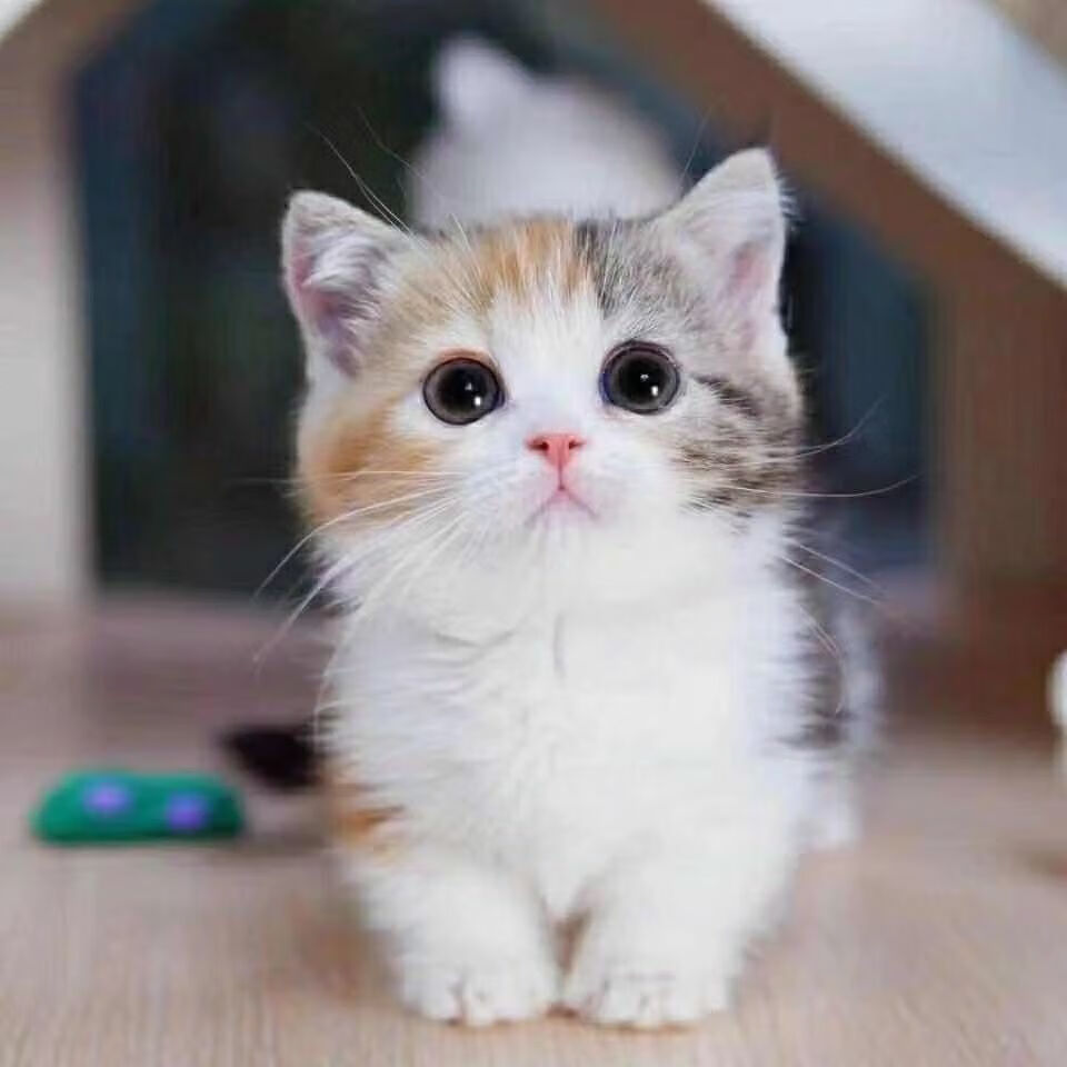 猫咪活物网红橘猫中华田园猫幼崽猫崽子牛奶猫狸花猫活体幼崽小猫白猫