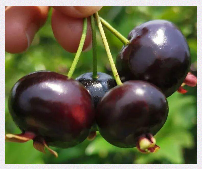 巴西樱桃苗南北方果树苗盆栽地栽车厘子树苗带土带叶当年结果巴西甜