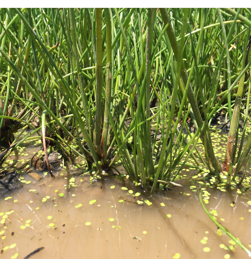 姜芮广西桂林荔浦马蹄苗荸荠种植苗种子脆甜无渣水果高产马蹄苗20棵苗