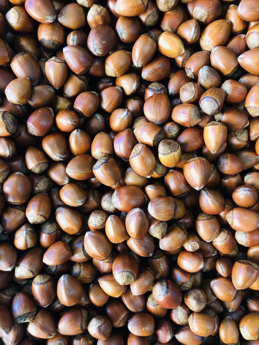 2021年新货自家榛子炒熟香甜薄皮玉坠榛子散包装东北辽特产 熟玉坠2斤