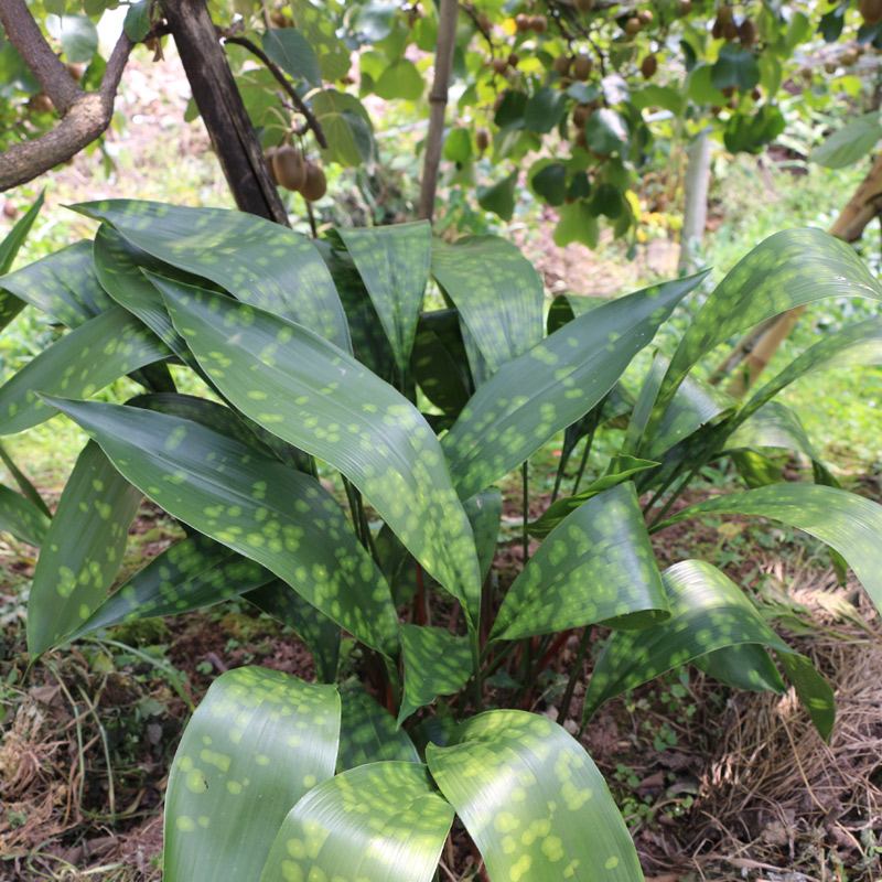 四川新鲜粽叶100张大叶云南花粽子叶一叶兰