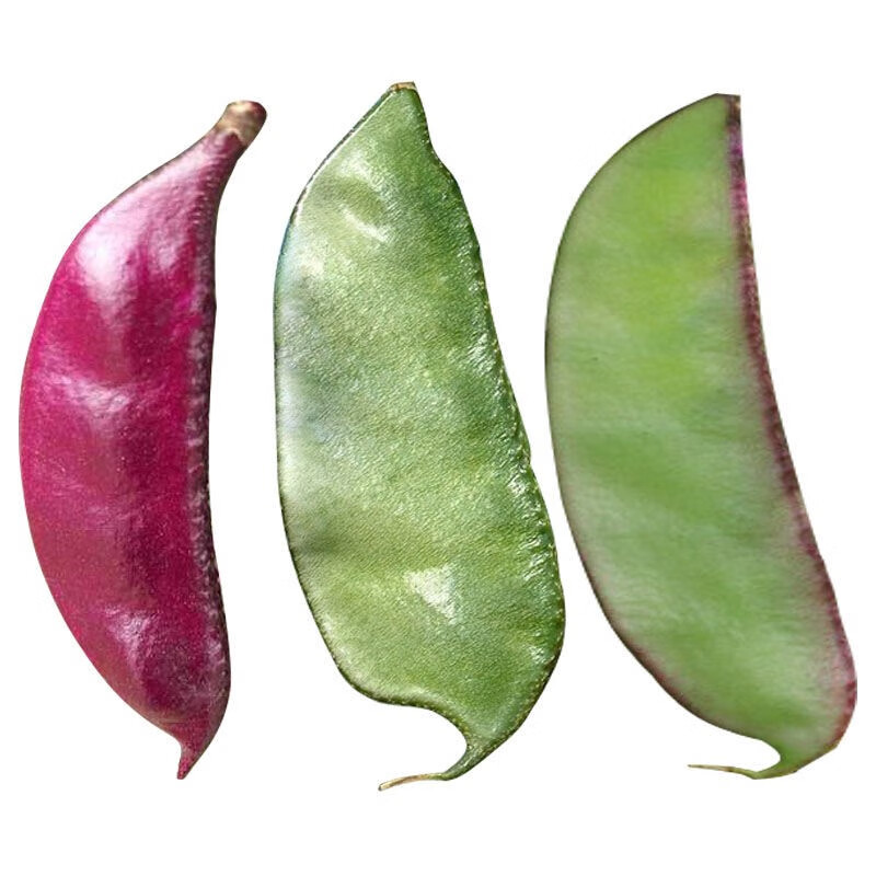 七抒早熟扁豆种籽高产红眉豆种子架豆菜豆峨眉豆四季豆梅豆角蔬菜种孑