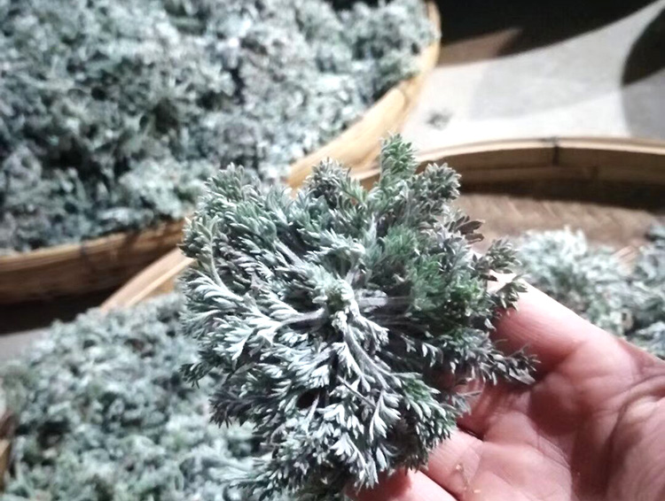 野生茵陈茶绵茵陈嫩芽纯茵陈草泡茶特级新鲜茵陈蒿天然白蒿茶【图片