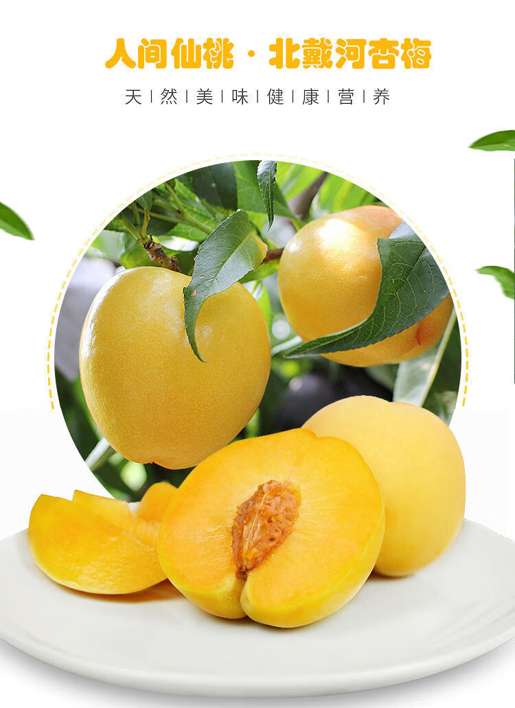 黄金油桃北戴河杏梅现摘当季新鲜儿童孕妇甜5斤 坏果包赔 200 2450g
