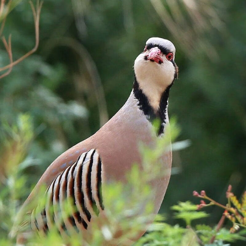 cmcm美国鹧鸪鸟活体鸡嘎嘎鸡呱呱鸡人工养殖活体下蛋孵化鹧鸪包活包