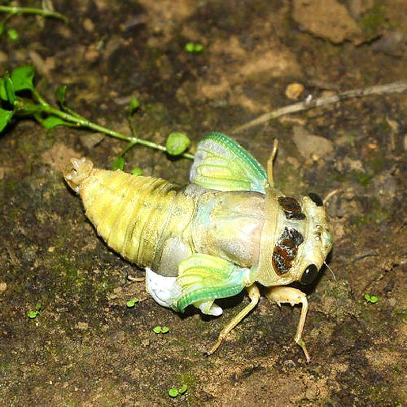 沙地梨园油炸白知了猴美味白蝉褪壳嫩爬叉香酥昆虫虫子 椒盐味18只