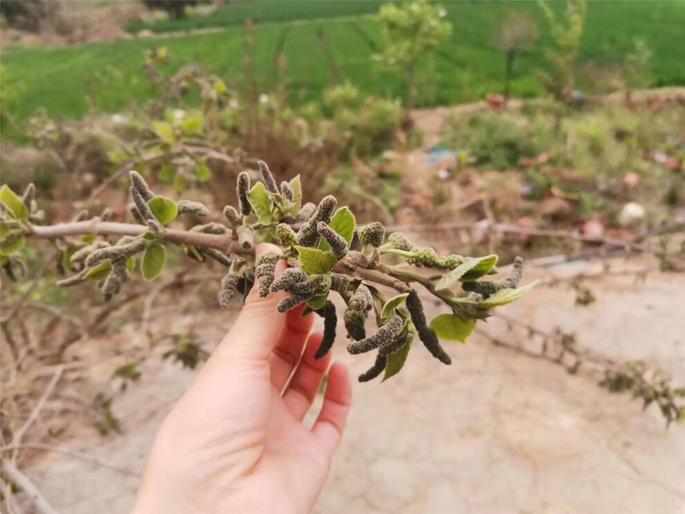 构树花 蒸菜 新鲜现摘棒槌儿 楮不揪子 狗蒲穗 构桃穗构蒲穗 现摘