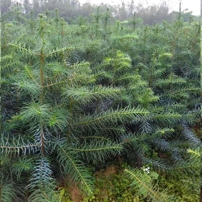 战长沙杉木苗速生杉树苗红心杉三代沙树苗场直销杉苗刺杉造林速生杉木