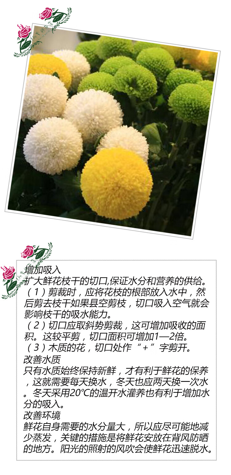 乒乓菊盆栽重瓣唯美乒乓菊乒乓菊多色可选乒乓菊种子绿色100粒