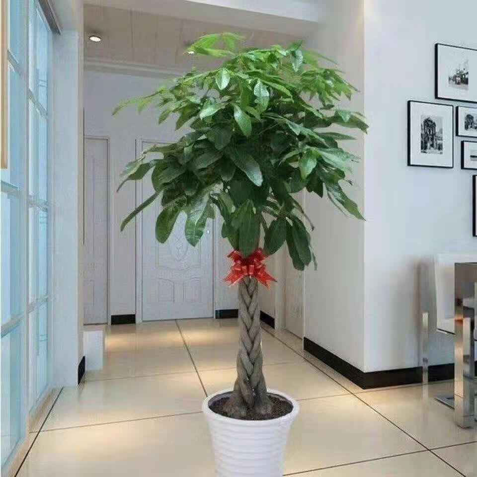 客厅发财树盆栽花卉绿植室内客厅独杆辫子植物盆景摇钱树四季常青4550