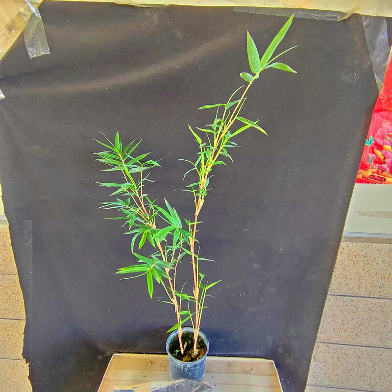 日本红观音竹红竹苗小琴丝竹有竖纹观赏竹子虎舌红苗姬虎耳草血茅花园