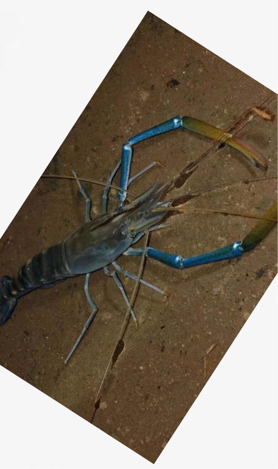 淡水虾沼虾大青虾泰国大青虾马拉西亚大虾罗氏虾淡水虾斓维品1823cm25