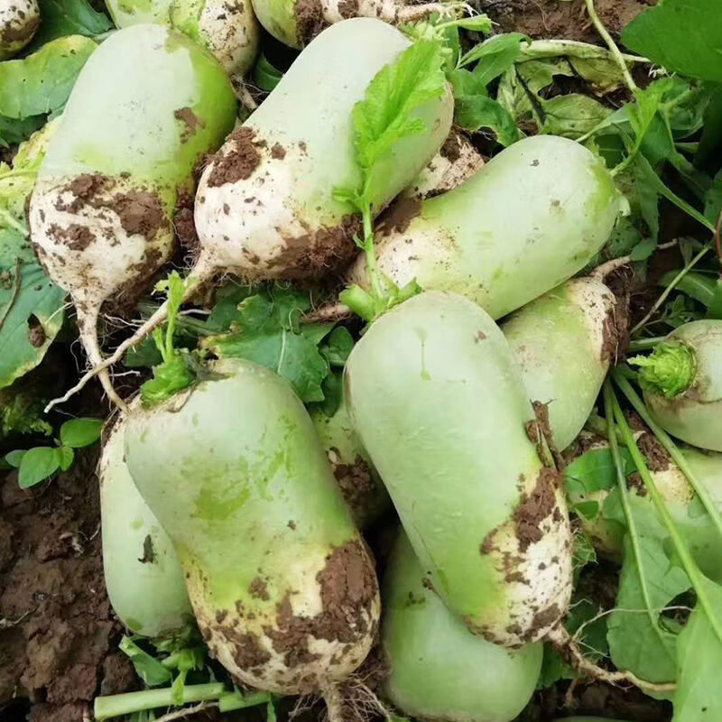 精选果蔬青萝卜农家自种生吃白萝卜脆新鲜蔬菜水果胡萝卜2510斤青萝卜