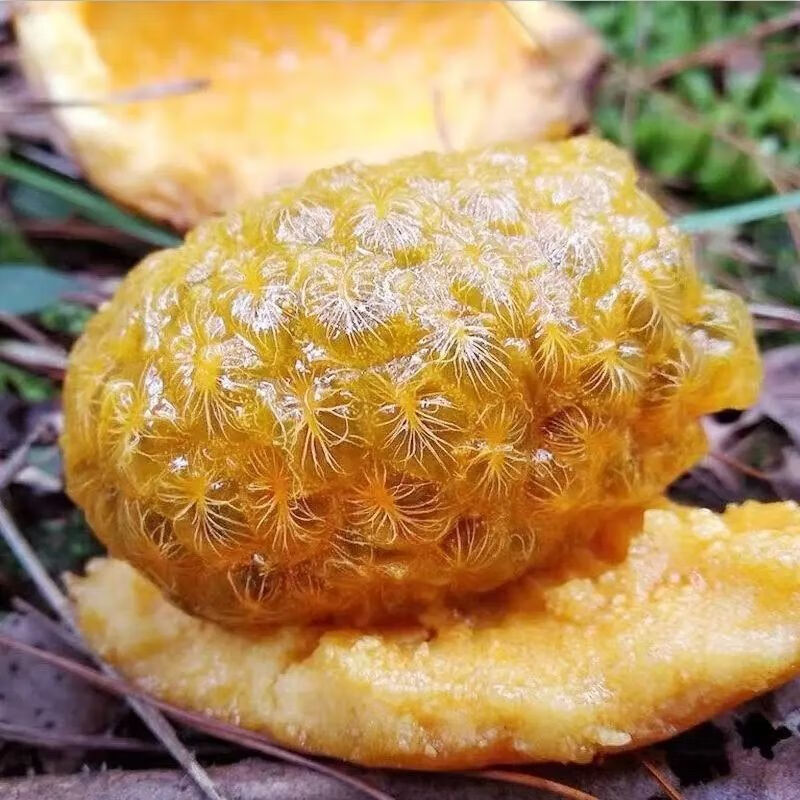 [商南助农馆][商南助农馆]新鲜九月黄水果拿藤果木通野果牛卵坨八月瓜