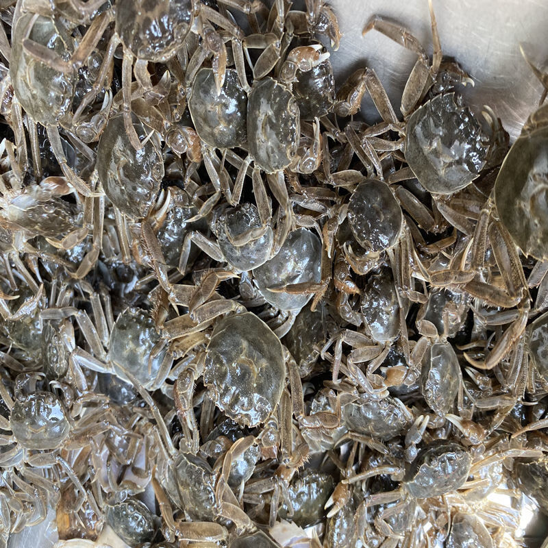 全母小螃蟹苗大闸蟹苗大母本河蟹苗毛蟹苗鲜活扣蟹淡水蟹苗 拍前必看