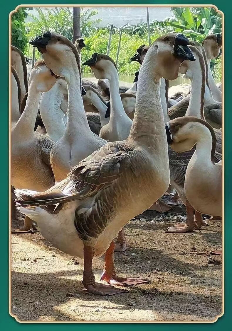 荣郁正宗狮头鹅小鹅活苗汕头特大巨型活体灰色白狮头鹅雁鹅会飞可长25