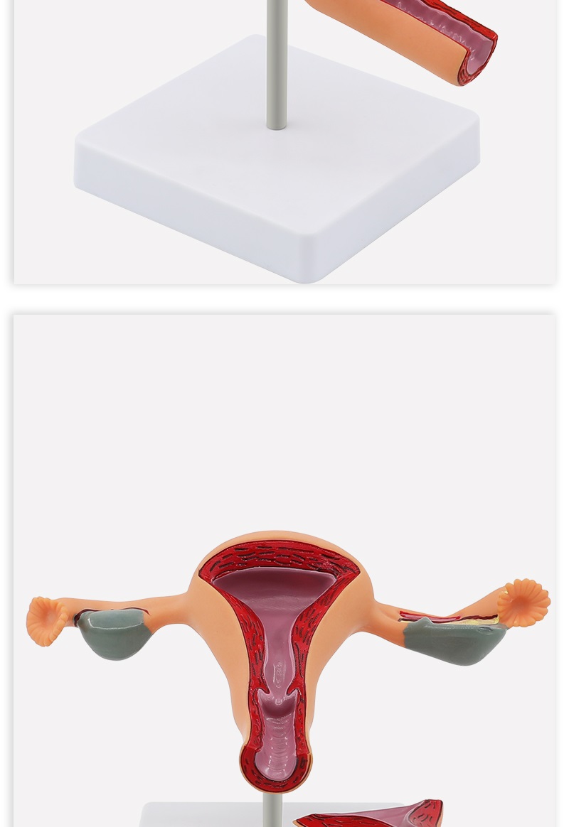 妙灵安 医学女性盆腔解剖模型生殖泌尿系统标本子宫妇科盆骨教学演示