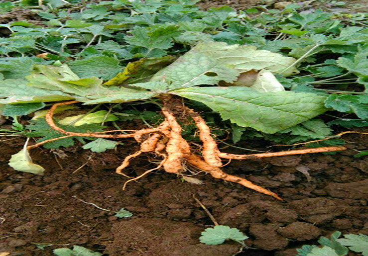 jd优选焦作新鲜生地黄根野生地黄地髓中药材怀庆府种子可榨汁500