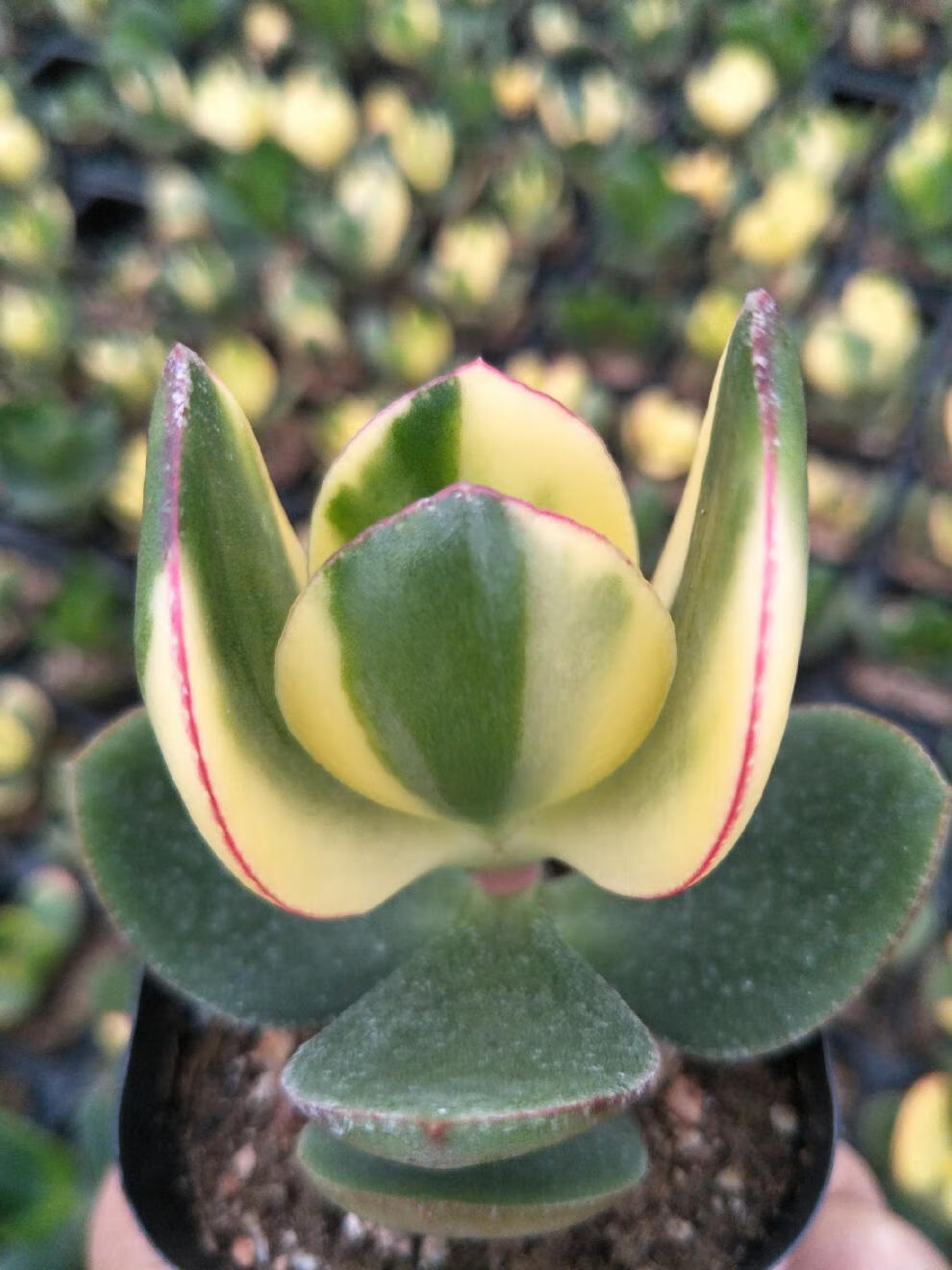 新花月锦状态多肉自然出锦盆栽花卉绿植植物新花月锦粗杆子老桩群生五