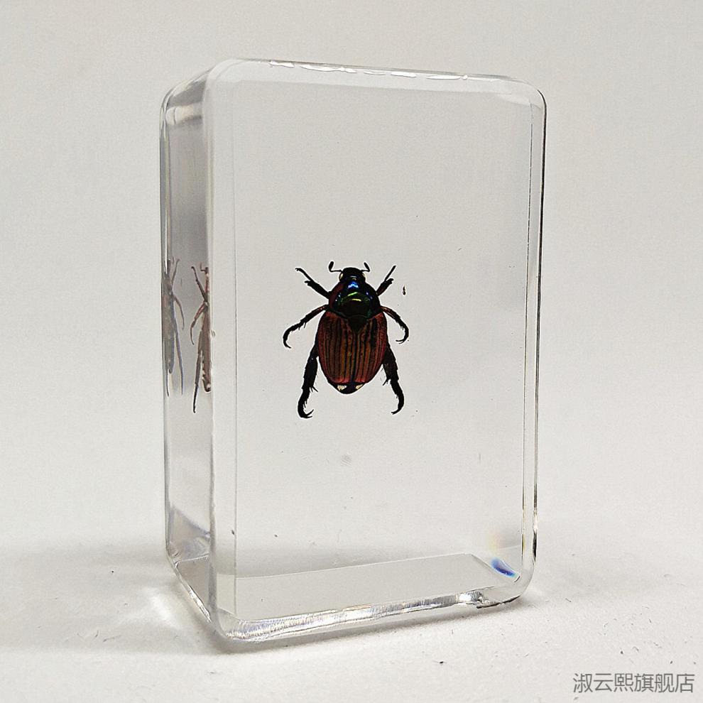 2022新款环氧树脂昆虫标本 真实昆虫标本幼儿园动物真虫树脂早教观察