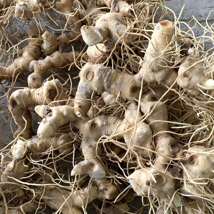 四川新鲜现挖黄精老虎姜58年天然黄精鸡头参大黄姜食用煲汤100克试用