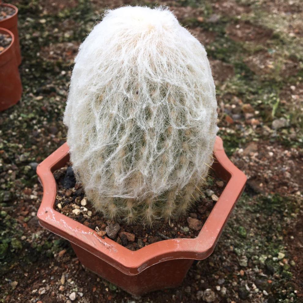 稀有仙人掌老乐柱白星仙人球芳香丸缀化白毛不扎手多肉 老乐柱三头10