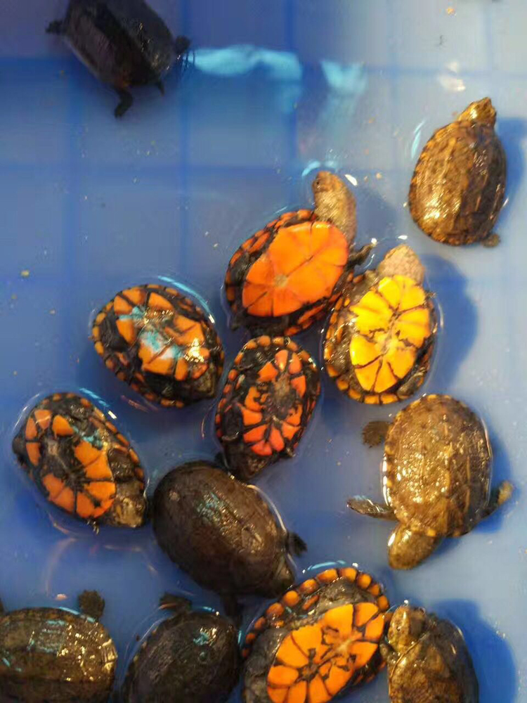 蛋龟全品红面蛋龟活体进口红面蛋龟剃刀果核头盔白唇东方 2-3厘米错甲