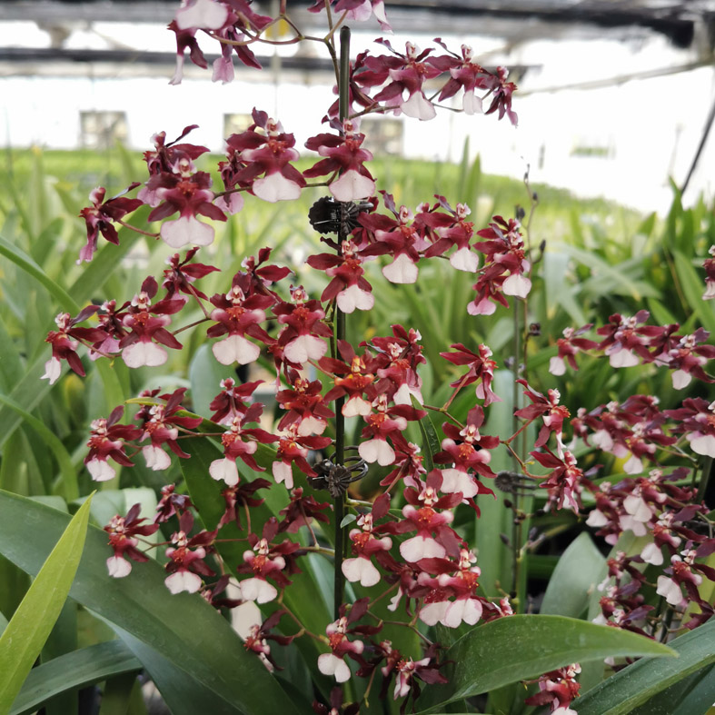 带花 泰国香水文心 甜香味兰跳舞兰吉祥兰桌面盆栽 泰国香水 带花 1-2